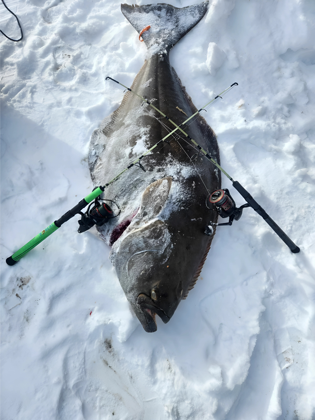 Deux cannes à pêche sur un énorme flétan dans la neige — une Proto 2024 et une Proto 2025 utilisées sur le fjord du Saguenay.